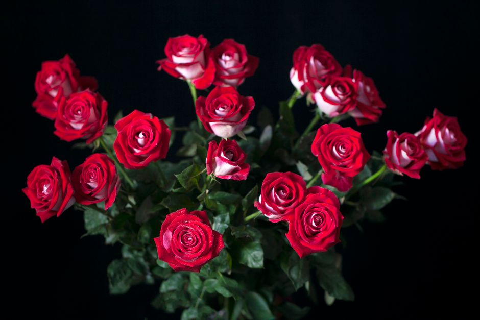 La symbolique des roses : couleurs et messages