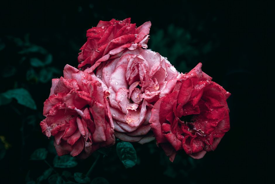 La symbolique des roses : couleurs et messages